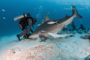 Shark and Feeder, Playa del carmen México by Alejandro Topete 